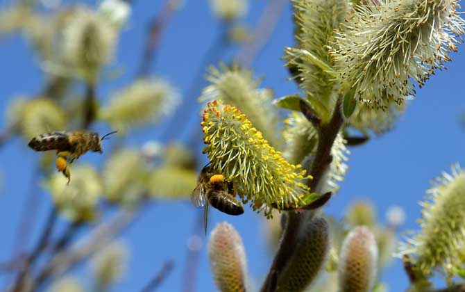 馬蜂和蜜蜂最直接的區別 馬蜂和蜜蜂最直接的區別