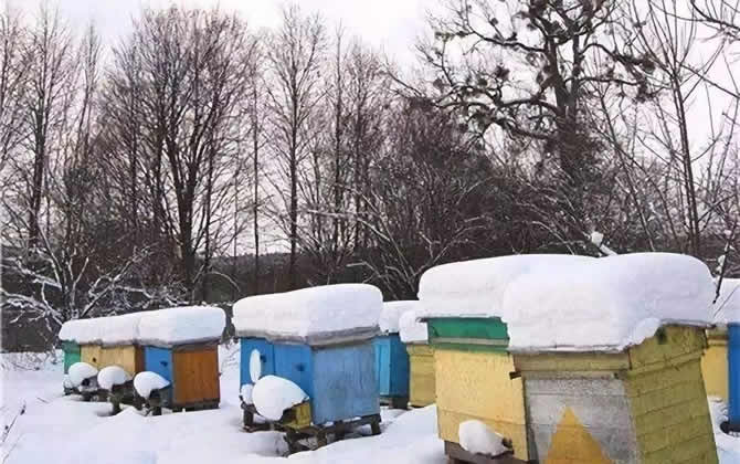 蜜蜂越冬溫度最適是多少? 蜜蜂越冬溫度最適是多少?