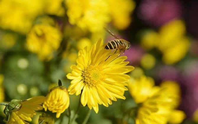 蜜蜂越冬溫度最適是多少? 蜜蜂越冬溫度最適是多少?