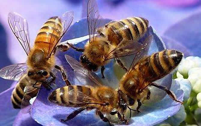 蜜蜂越冬溫度最適是多少? 蜜蜂越冬溫度最適是多少?