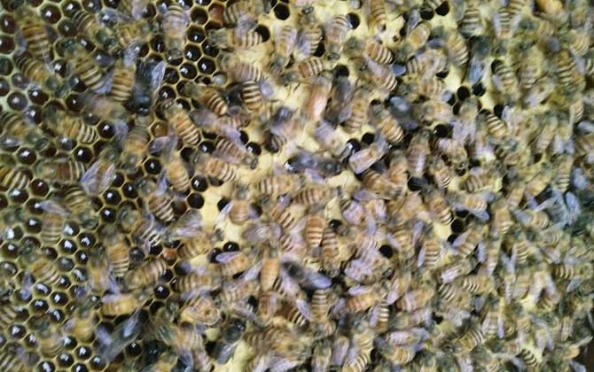 投資2萬的蜜蜂能獲利么（投資2萬養(yǎng)蜜蜂有多少利潤）