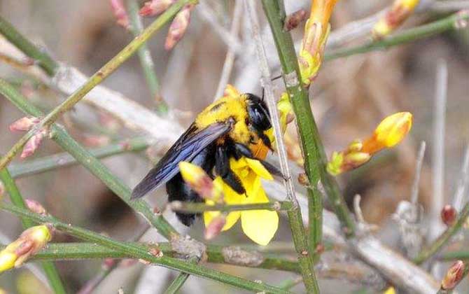 木蜂和熊蜂的區別（木蜂和熊蜂的對比）