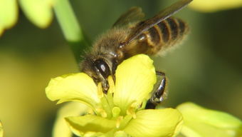松丹一號松丹一號和松丹二號可以一起養(yǎng)嗎(松丹1、2號雙交種蜂及其管理要點(diǎn))和松丹二號可以一起養(yǎng)嗎(松丹1、2號雙交種蜂及其管理要點(diǎn)) 松丹一號和松丹二號可以一起養(yǎng)嗎(松丹1、2號雙交種蜂及其管理要點(diǎn))