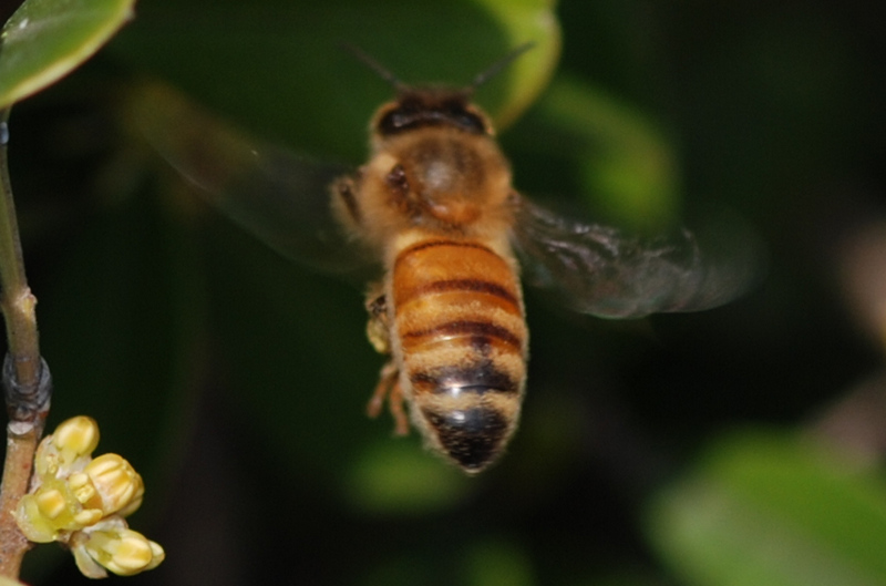 束龍岱一號與松丹一號（松丹一號的生物學特性）