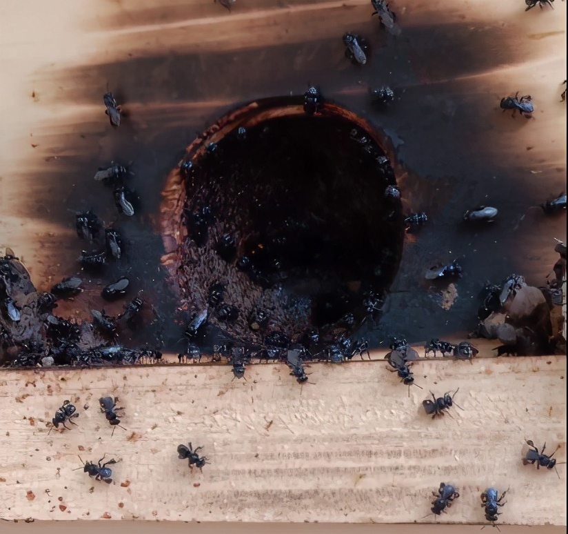 酸蜂的養(yǎng)殖方法（無刺蜂活框養(yǎng)殖技術）