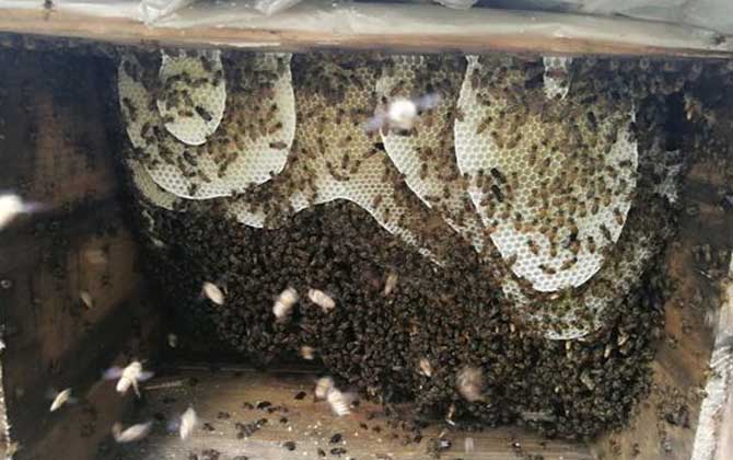 養蜜蜂被老鼠啃怎么辦(養蜜蜂怎么防止老鼠) 養蜜蜂被老鼠啃怎么辦(養蜜蜂怎么防止老鼠)