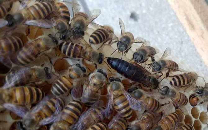 川東蜂王和阿壩中蜂哪個(gè)好(川東蜂王和阿壩中蜂的對比) 川東蜂王和阿壩中蜂哪個(gè)好(川東蜂王和阿壩中蜂的對比)