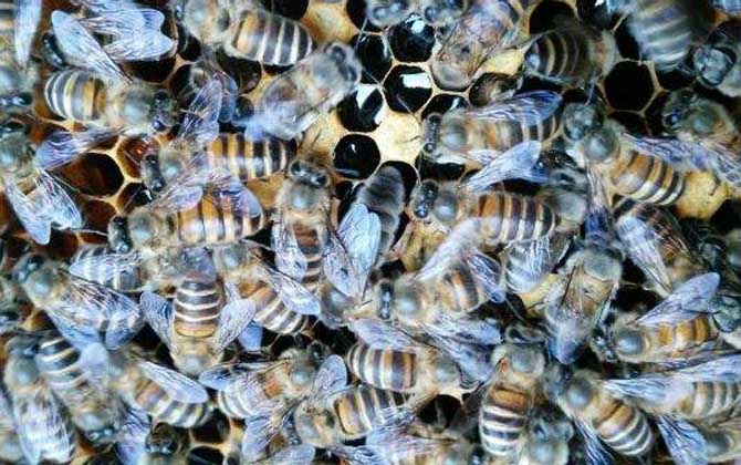 川東蜂王和阿壩中蜂哪個(gè)好(川東蜂王和阿壩中蜂的對比) 川東蜂王和阿壩中蜂哪個(gè)好(川東蜂王和阿壩中蜂的對比)