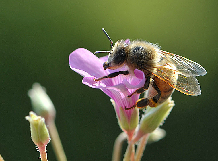 【蜜蜂知識】蜜蜂有幾條腿和翅膀？