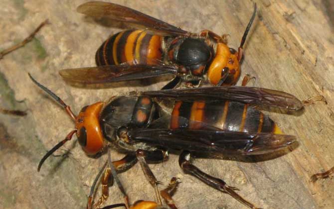 中國大虎頭蜂吃毛毛蟲嗎(虎頭蜂的生活習性) 中國大虎頭蜂吃毛毛蟲嗎(虎頭蜂的生活習性)
