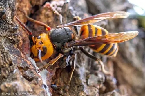 野外找胡蜂技巧