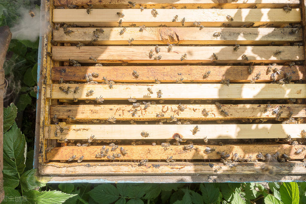 中蜂可以和意蜂在一個蜂場養嗎（中蜂和意蜂混養，原理在于掌握蜜蜂的盜性）