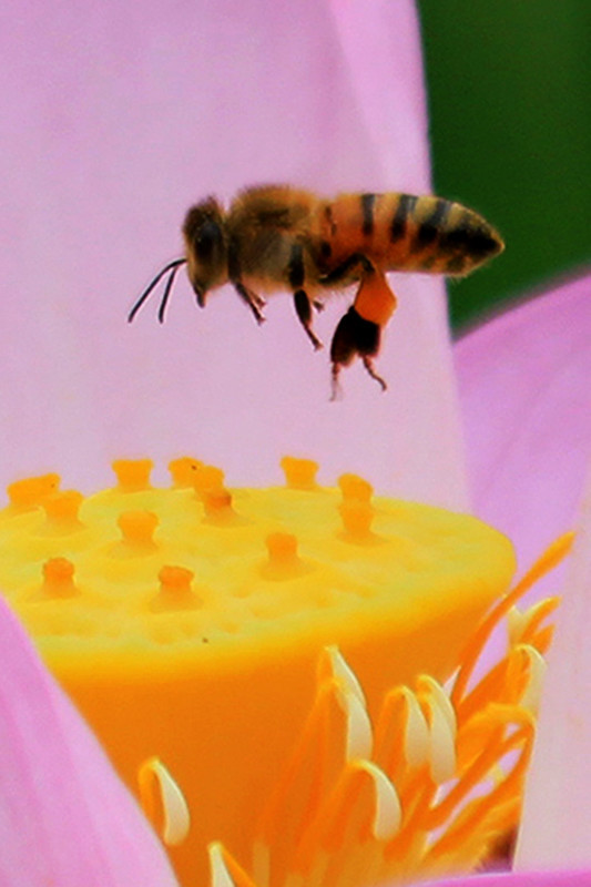 狗屎蜂毒性大嗎(被蜜蜂蟄了怎么辦) 狗屎蜂毒性大嗎(被蜜蜂蟄了怎么辦)