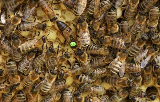 蜜蜂育種場種蜂王價格(2021蜂王究竟要多少錢一只)