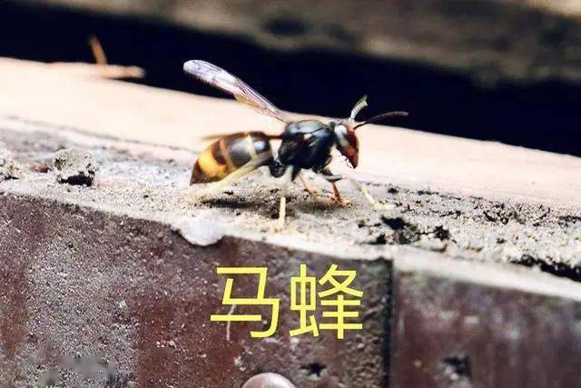 人工養殖馬蜂喂什么食物(大馬蜂過冬要拿什么東西喂養) 人工養殖馬蜂喂什么食物(大馬蜂過冬要拿什么東西喂養)