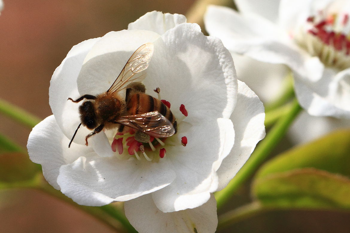 定地蜜蜂養殖入門知識(養殖蜜蜂的基本知識) 定地蜜蜂養殖入門知識(養殖蜜蜂的基本知識)
