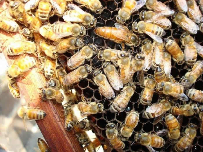 活框蜂箱有哪些優(yōu)點(diǎn)和缺點(diǎn)？