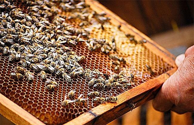 活框蜂箱有哪些優(yōu)點(diǎn)和缺點(diǎn)？