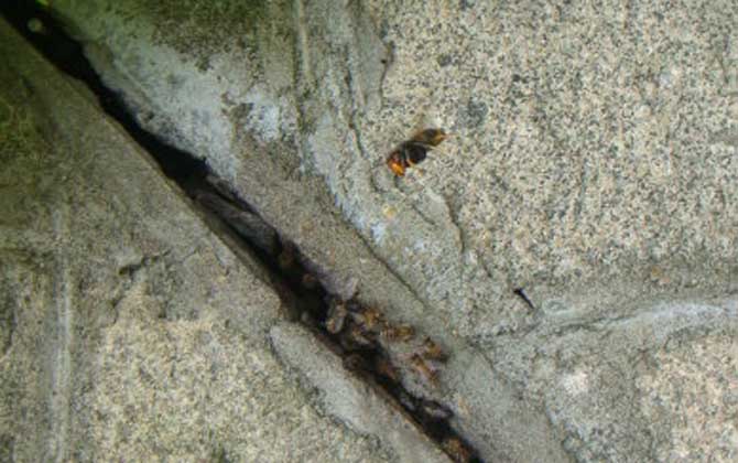 黑絨胡蜂毒性大嗎(黑絨胡蜂的毒性強弱) 黑絨胡蜂毒性大嗎(黑絨胡蜂的毒性強弱)