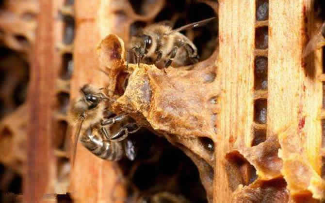 養(yǎng)蜂怎樣人工育王最簡(jiǎn)單 養(yǎng)蜂怎樣人工育王最簡(jiǎn)單