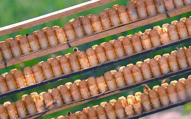 養(yǎng)蜂怎樣人工育王最簡(jiǎn)單 養(yǎng)蜂怎樣人工育王最簡(jiǎn)單