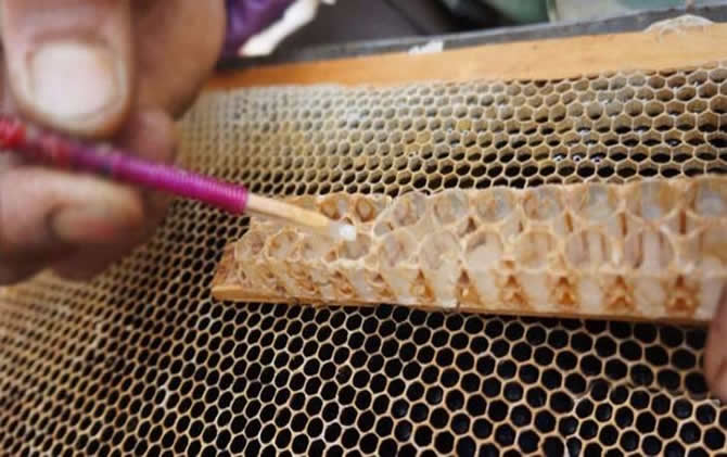 養(yǎng)蜂怎樣人工育王最簡(jiǎn)單 養(yǎng)蜂怎樣人工育王最簡(jiǎn)單
