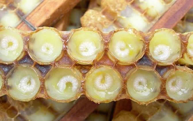 養(yǎng)蜂怎樣人工育王最簡(jiǎn)單 養(yǎng)蜂怎樣人工育王最簡(jiǎn)單