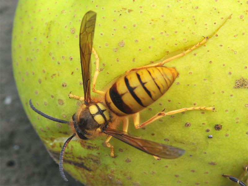 找馬蜂窩的絕招技巧（如何找到馬蜂的窩）