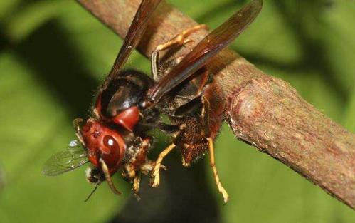 中國大虎頭蜂的蜂窩有什么用（大虎頭蜂蜂窩的藥用價值）