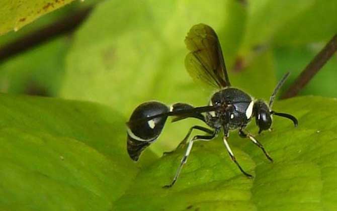 細腰蜂如何繁殖后代(細腰蜂的繁殖方式) 細腰蜂如何繁殖后代(細腰蜂的繁殖方式)