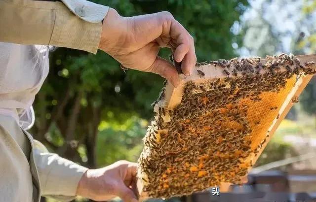 學養蜂技術培訓在哪里(想學養蜂技術去哪里學) 學養蜂技術培訓在哪里(想學養蜂技術去哪里學)
