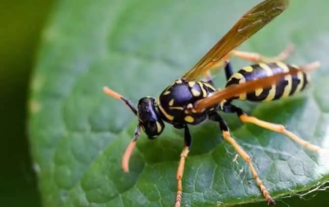  尋找野生馬蜂的方法