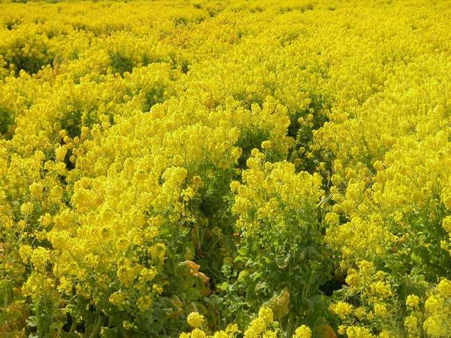 大流蜜期一般是什么時候（大流蜜期多久搖一次蜜）