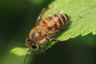 怎么區(qū)分是不是松丹一號(hào)蜂王(松丹蜜蜂配套系1號(hào)與2號(hào)有何區(qū)別) 怎么區(qū)分是不是松丹一號(hào)蜂王(松丹蜜蜂配套系1號(hào)與2號(hào)有何區(qū)別)