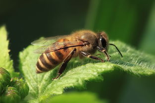 怎么區(qū)分是不是松丹一號(hào)蜂王(松丹蜜蜂配套系1號(hào)與2號(hào)有何區(qū)別) 怎么區(qū)分是不是松丹一號(hào)蜂王(松丹蜜蜂配套系1號(hào)與2號(hào)有何區(qū)別)