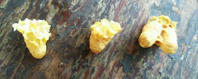 人造王臺幾天介王合適