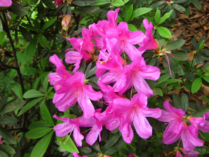 映山紅什么時(shí)候開花（映山紅的開花時(shí)間）