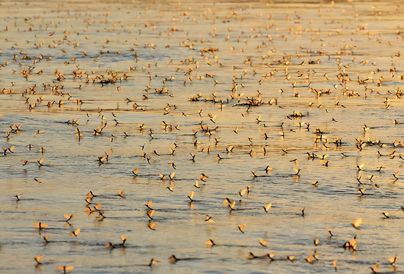 湖南沅江蜉蝣大爆發,內蒙古蚜蟲大爆發 湖南沅江蜉蝣大爆發,內蒙古蚜蟲大爆發,是氣候大變的征兆嗎?