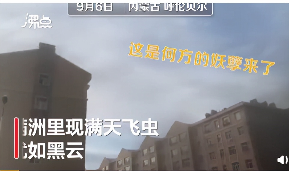 湖南沅江蜉蝣大爆發,內蒙古蚜蟲大爆發 湖南沅江蜉蝣大爆發,內蒙古蚜蟲大爆發,是氣候大變的征兆嗎?