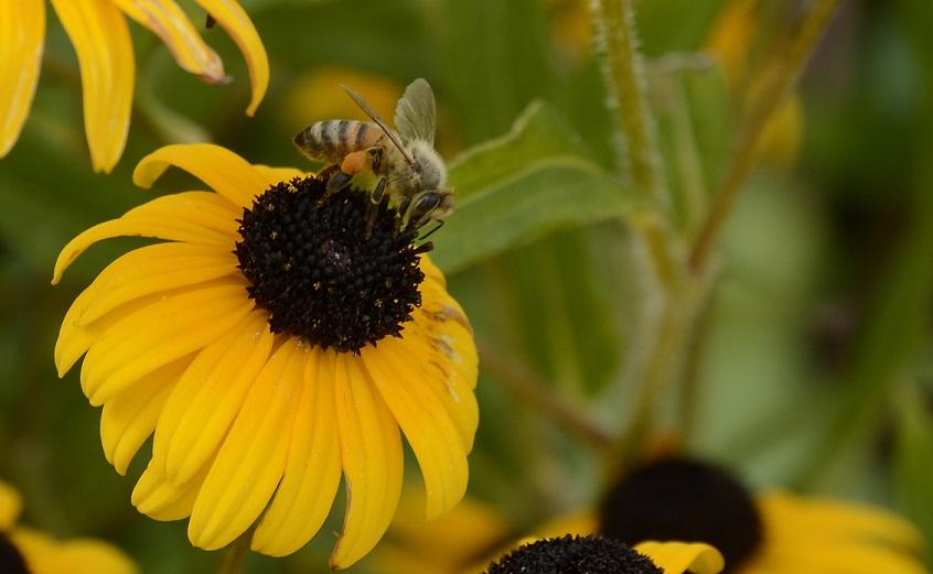 蜜蜂喂什么能加快繁殖? 蜜蜂喂什么能加快繁殖?