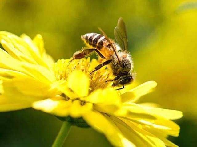 蜜蜂喂什么能加快繁殖? 蜜蜂喂什么能加快繁殖?