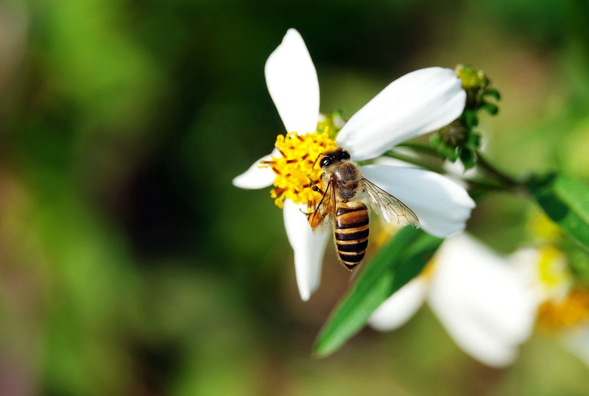 蜜蜂什么時候可以開始養(yǎng) 蜜蜂什么時候可以開始養(yǎng)