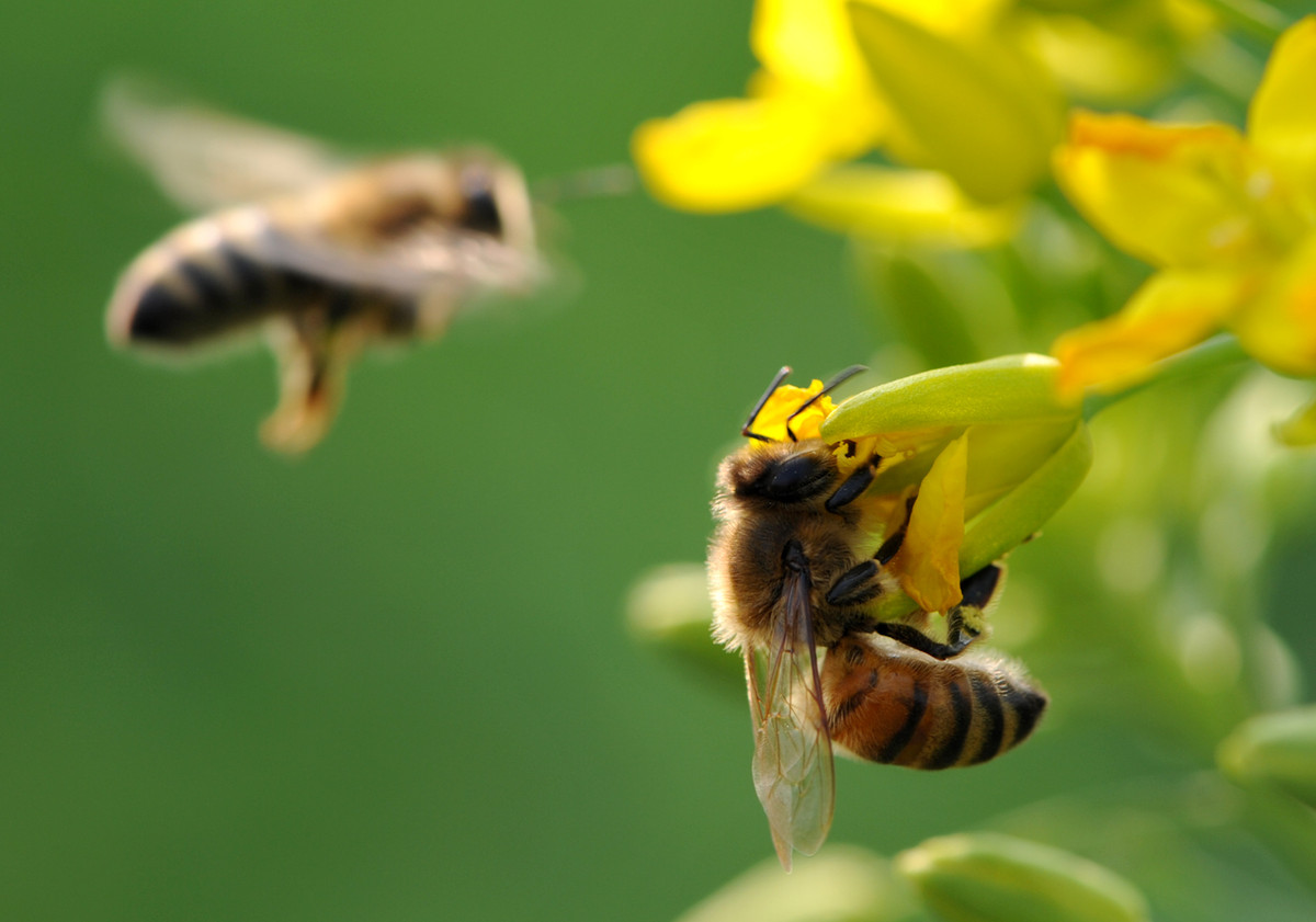 蜜蜂什么時候可以開始養(yǎng)(什么時候養(yǎng)蜜蜂最合適) 蜜蜂什么時候可以開始養(yǎng)