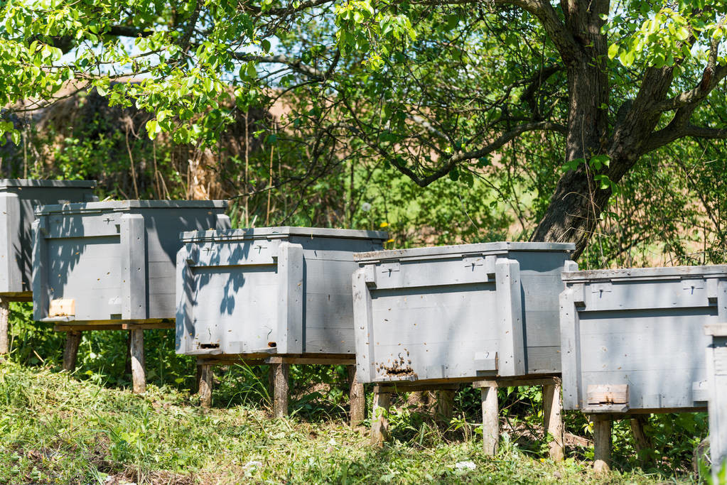 松丹一號春繁特點（中蜂群春繁的劃分與發展初期的特征）