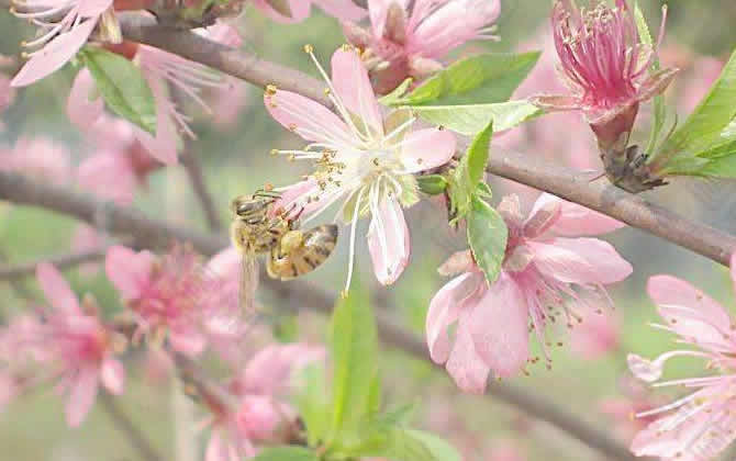 如何讓蜂群快速變強群? 如何讓蜂群快速變強群?