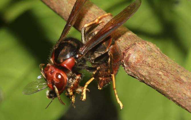 虎頭蜂和黃蜂有什么區別（虎頭蜂和黃蜂的對比）