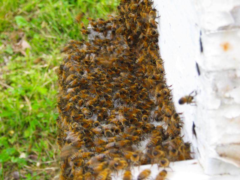 油菜花流蜜期怎么防止分蜂熱(該如何處理流蜜期發生的分蜂熱) 油菜花流蜜期怎么防止分蜂熱(該如何處理流蜜期發生的分蜂熱)