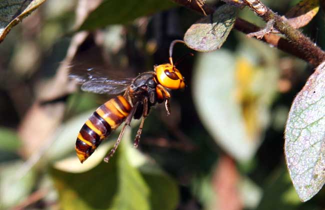 大虎頭蜂真能蜇死人嗎？(扒一扒虎頭蜂的厲害)
