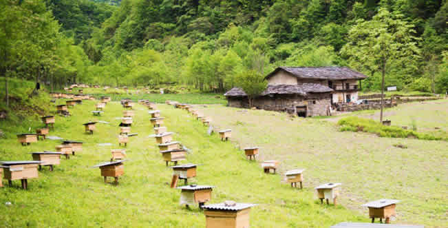 養(yǎng)蜂場怎么飼喂蜜蜂？