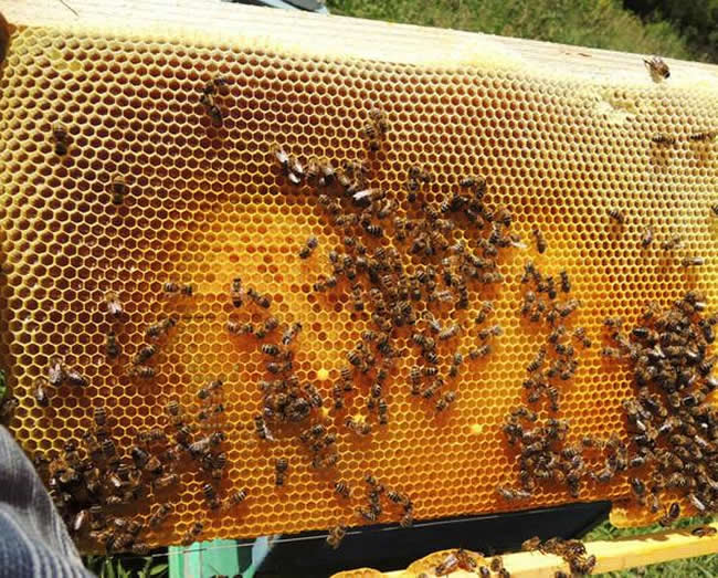 養(yǎng)蜂場怎么飼喂蜜蜂？